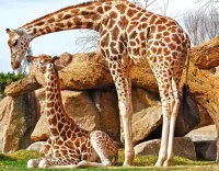 Слагалица giraffes