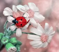 Puzzle Beetle and flowers