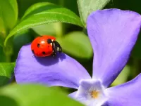 Quebra-cabeça Beetle on a flower