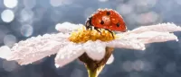 Rompecabezas Beetle on a flower