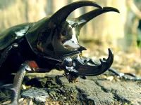 Rätsel beetle Rhino