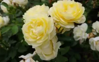 Пазл Жёлтая чайная роза