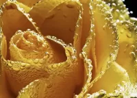 Слагалица Yellow rose