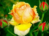 Jigsaw Puzzle Yellow rose