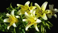 Puzzle Yellow lilies