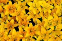 Jigsaw Puzzle Yellow lilies