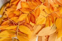 Jigsaw Puzzle Yellow leaves