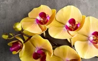 Пазл Жёлтые орхидеи