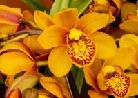 Пазл Жёлтые орхидеи 