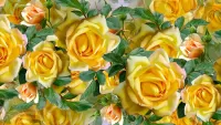 Puzzle Yellow roses