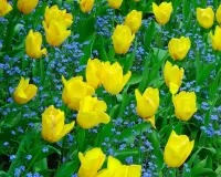 Jigsaw Puzzle Yellow tulips