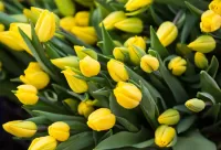 Quebra-cabeça Yellow tulips