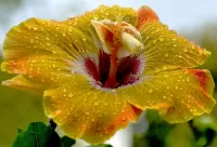 Rompecabezas Yellow hibiscus