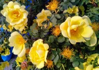 パズル Yellow rosehip