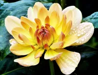 パズル Yellow flower