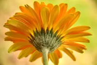 Quebra-cabeça Yellow flower