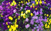 Puzzle yellow purple flower bed