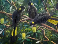 Слагалица yellow-tailed cockatoo