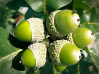 Slagalica acorns