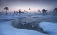 Rompecabezas winter swamp