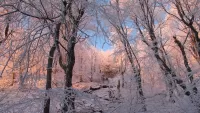Zagadka Winter morning