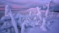 Zagadka Winter twilight