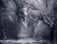 Zagadka Winter forest