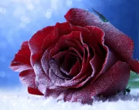 Пазл Зимняя роза