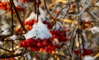 Jigsaw Puzzle winter berry