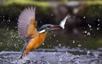 パズル Kingfisher