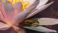 Puzzle Flower and frog