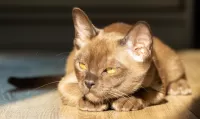 Bulmaca Slategray cat