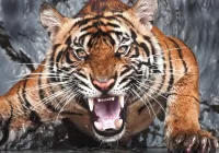 Quebra-cabeça Angry tiger