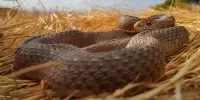 Zagadka Snake