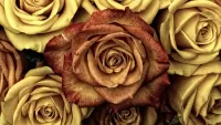 Jigsaw Puzzle Golden roses