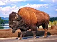 Jigsaw Puzzle Bison