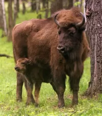 Rompecabezas Bison with calf
