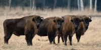 Puzzle European bisons