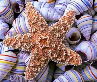 Jigsaw Puzzle Star and shells