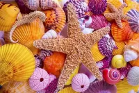 Jigsaw Puzzle Star and shells