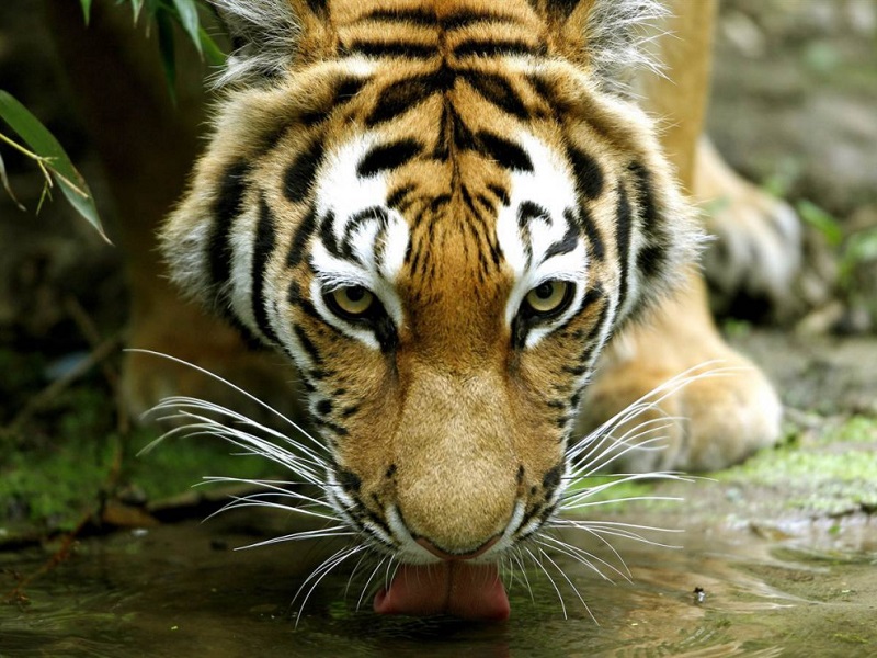 Пазл Амурский тигр