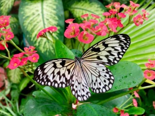 Пазл «Бабочка и цветы»