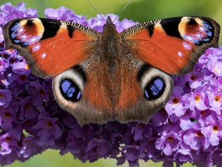 Пазл «Бабочка на цветке»