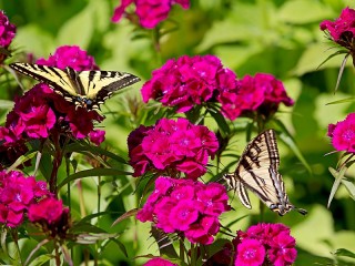 Пазл «Бабочки на цветах»