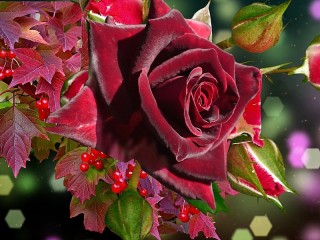 Пазл «Бархатная роза»