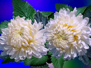 Пазл «Белые хризантемы»