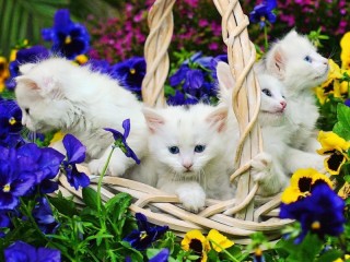 Пазл «Белые котята»