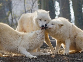Пазл «Белые волки»