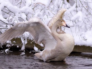 Пазл «Белый лебедь»