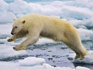 Пазл «Белый медведь»
